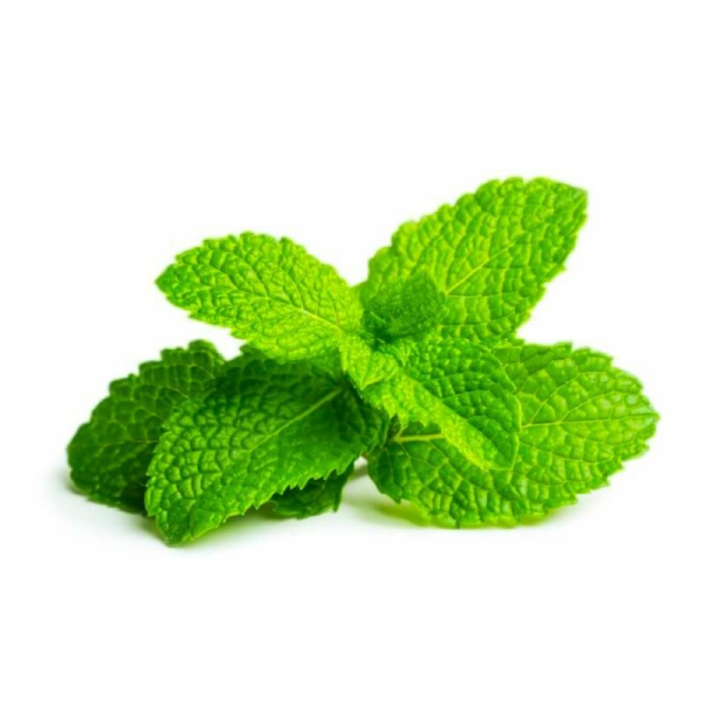 Menthe verte (mentha spicata)