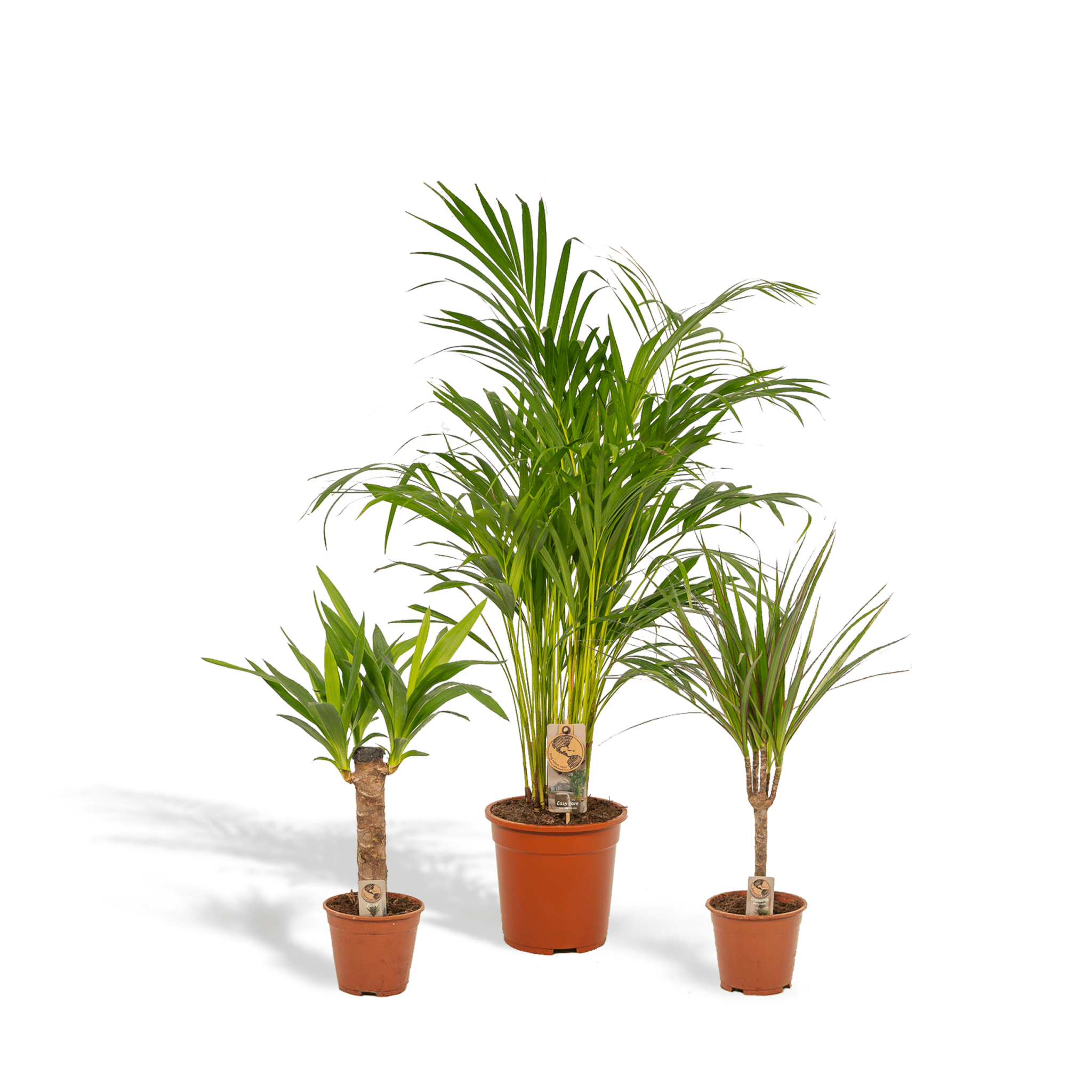 Plante d'intérieur - areca, dracaena, yucca h110cm 110cm