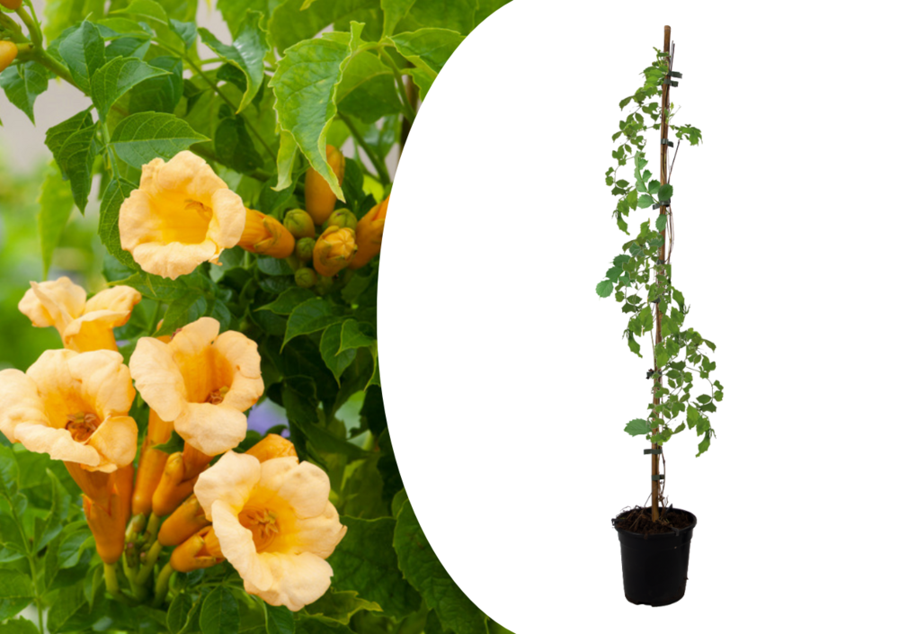 Campsis 'flava' xl - jardin - plante grimpante - 17 cm - h110 cm