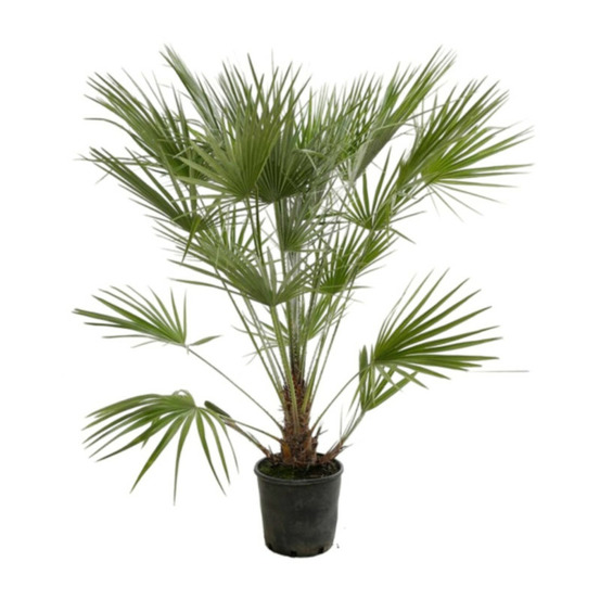 Palmier nain chamaerops humilis 70/80 cm pot 7l