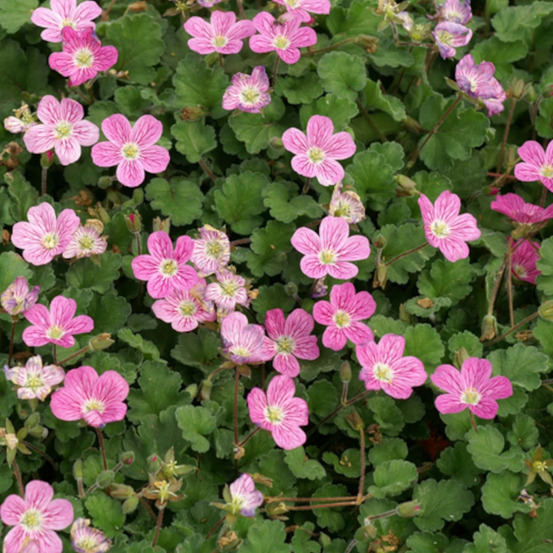 Bec de grue bishop's form, erodium lot de 5 godets