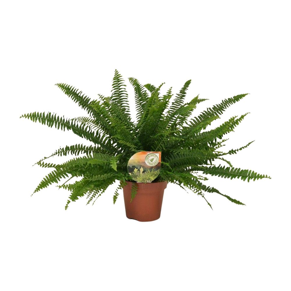 Nephrolepis green lady - ø17cm - ↕40cm - plantes d'intérieur