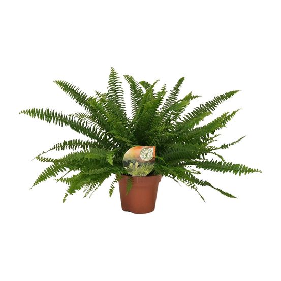 Nephrolepis green lady - ø17cm - ↕40cm - plantes d'intérieur