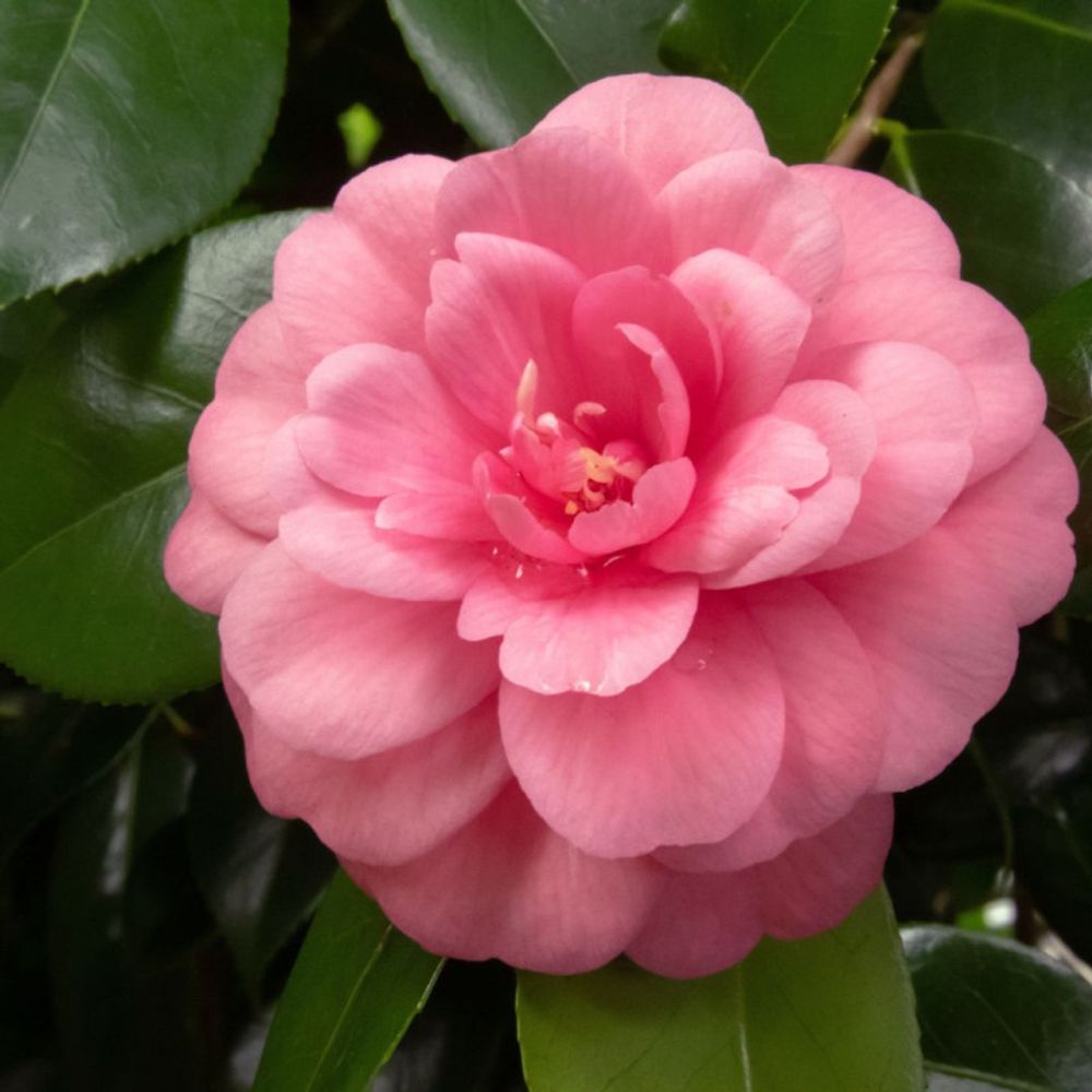 Camélia du japon rose - camellia japonica 60/80cm
