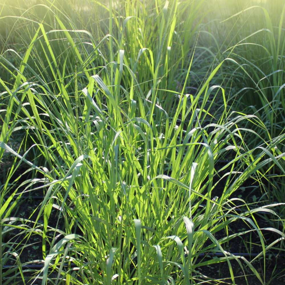 Panic érigé thundercloud - panicum virgatum thundercloud 80/100 cm pot 3l