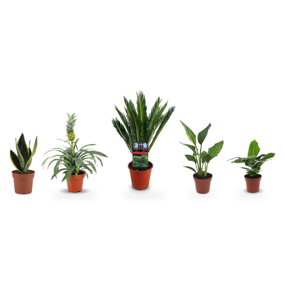 Collection exotique plein soleil — lot de 5 plantes