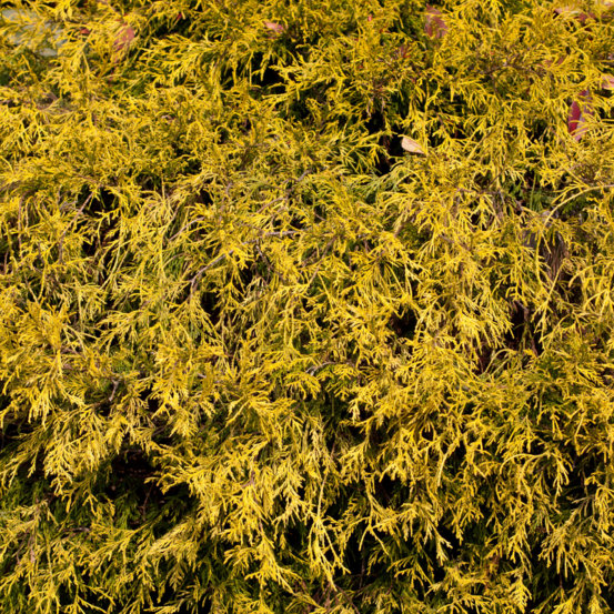Faux-cyprès de sawara filifera aurea - chamaecyparis pisifera filifera aurea 30/35cm pot 5l