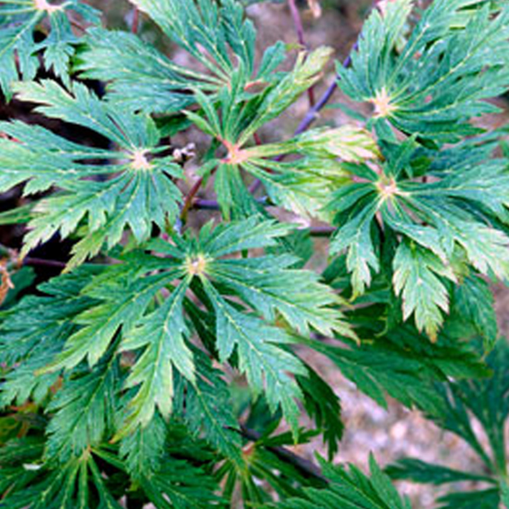 2 x érable du japon à feuilles d'aconit - acer japonicum 'aconitifolium'  - 60-80 cm pot