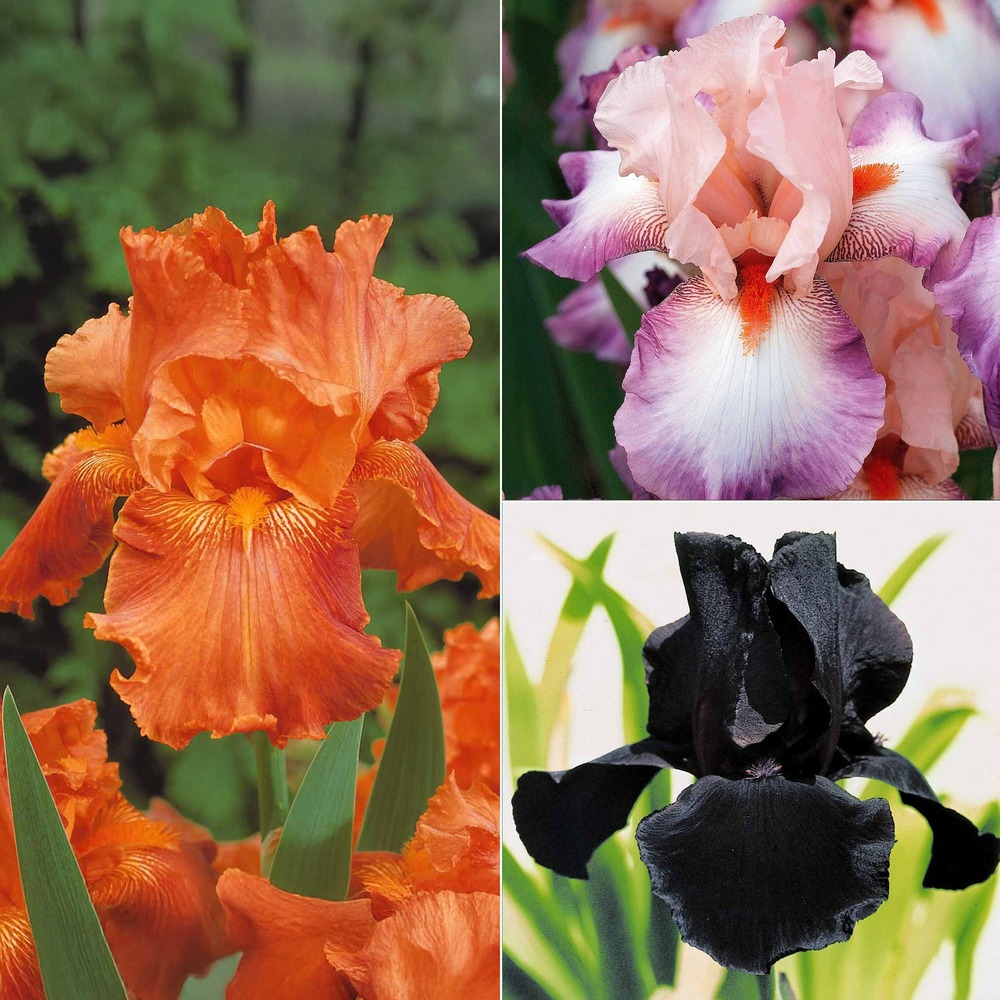 6 iris de jardin noire, orange, rosé en mélange - le paquet de 6 racines nues