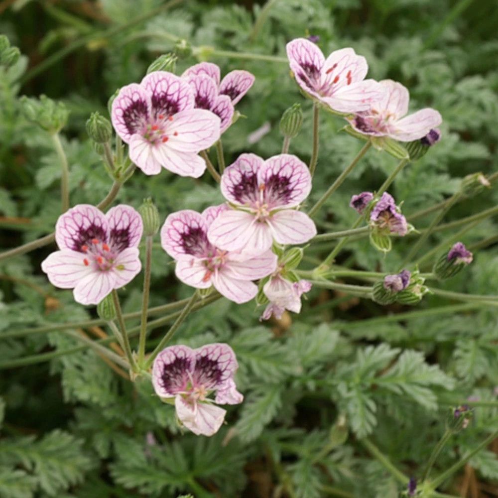 Bec de grue natasha, erodium lot de 5 godets