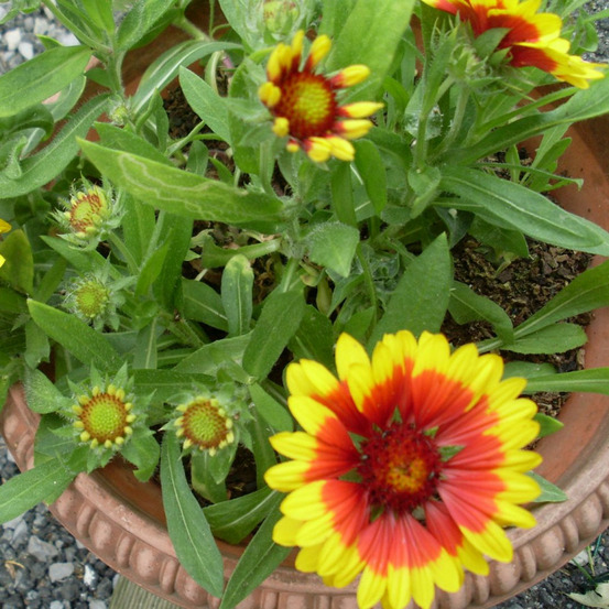 Gaillarde grandiflora royale - 5 cm godet de 8 cm - rouge
