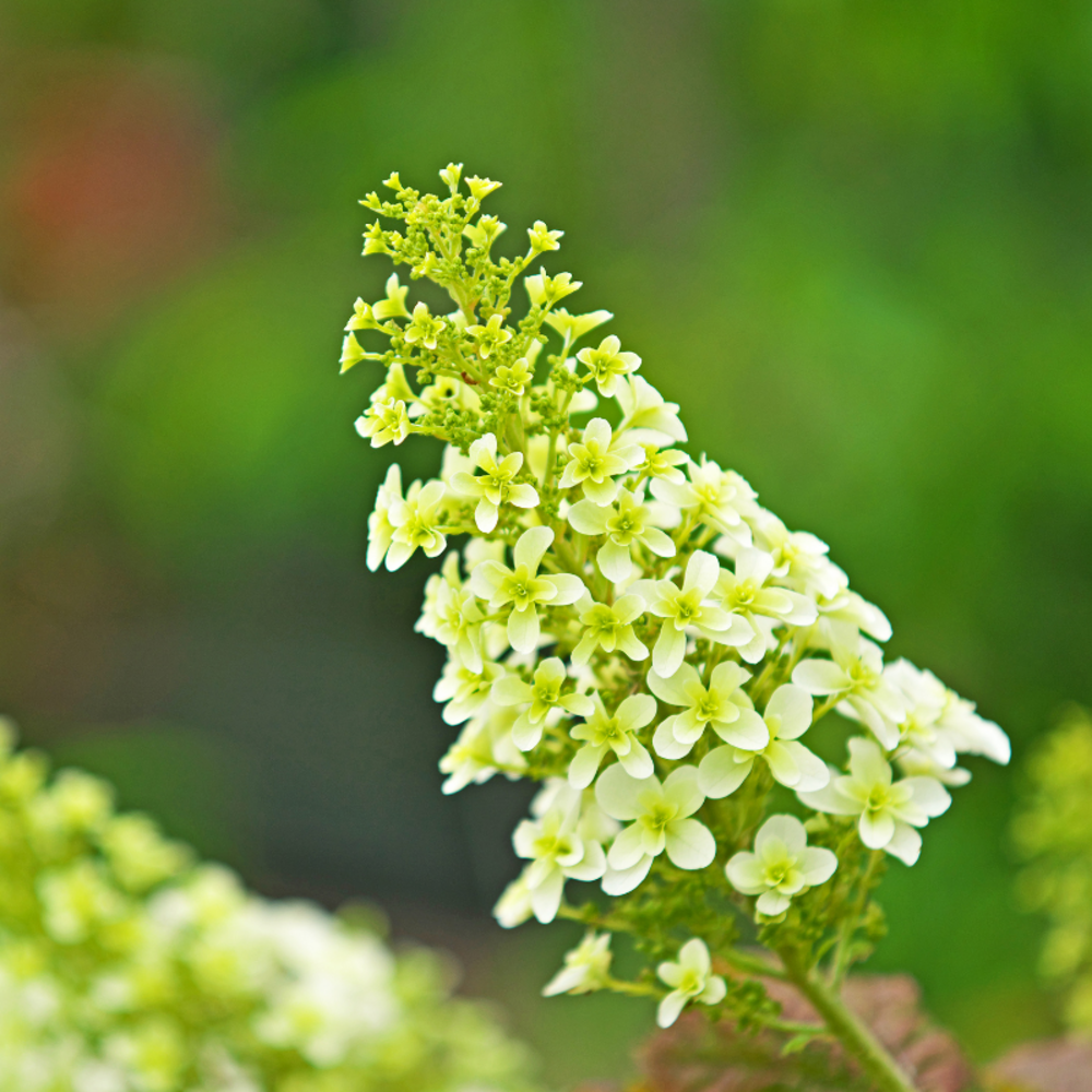 Hortensia quercifolia snowqueen - hydrangea quercifolia snowquepot 3l