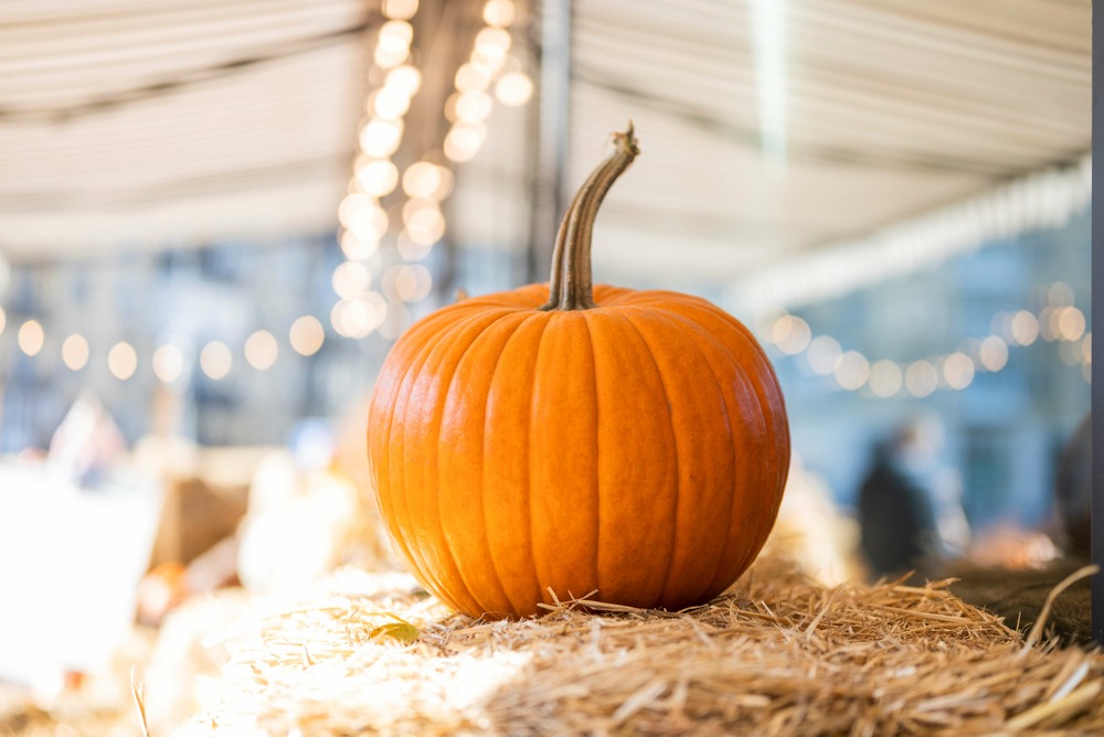 Sachet de graines de courge d'halloween jack o'lantern - sachet de 2 grammes - petite entreprise française