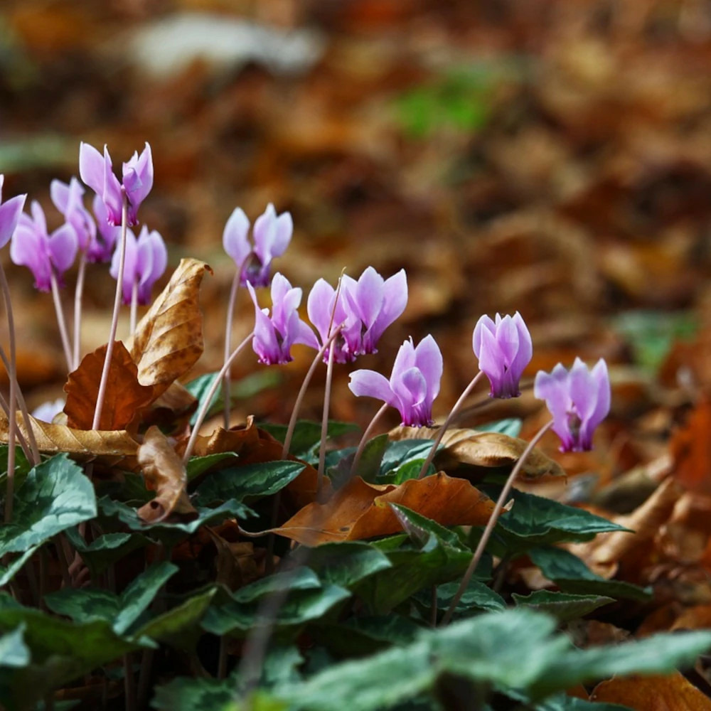 Cyclamen de naples godet - 5/20 cm