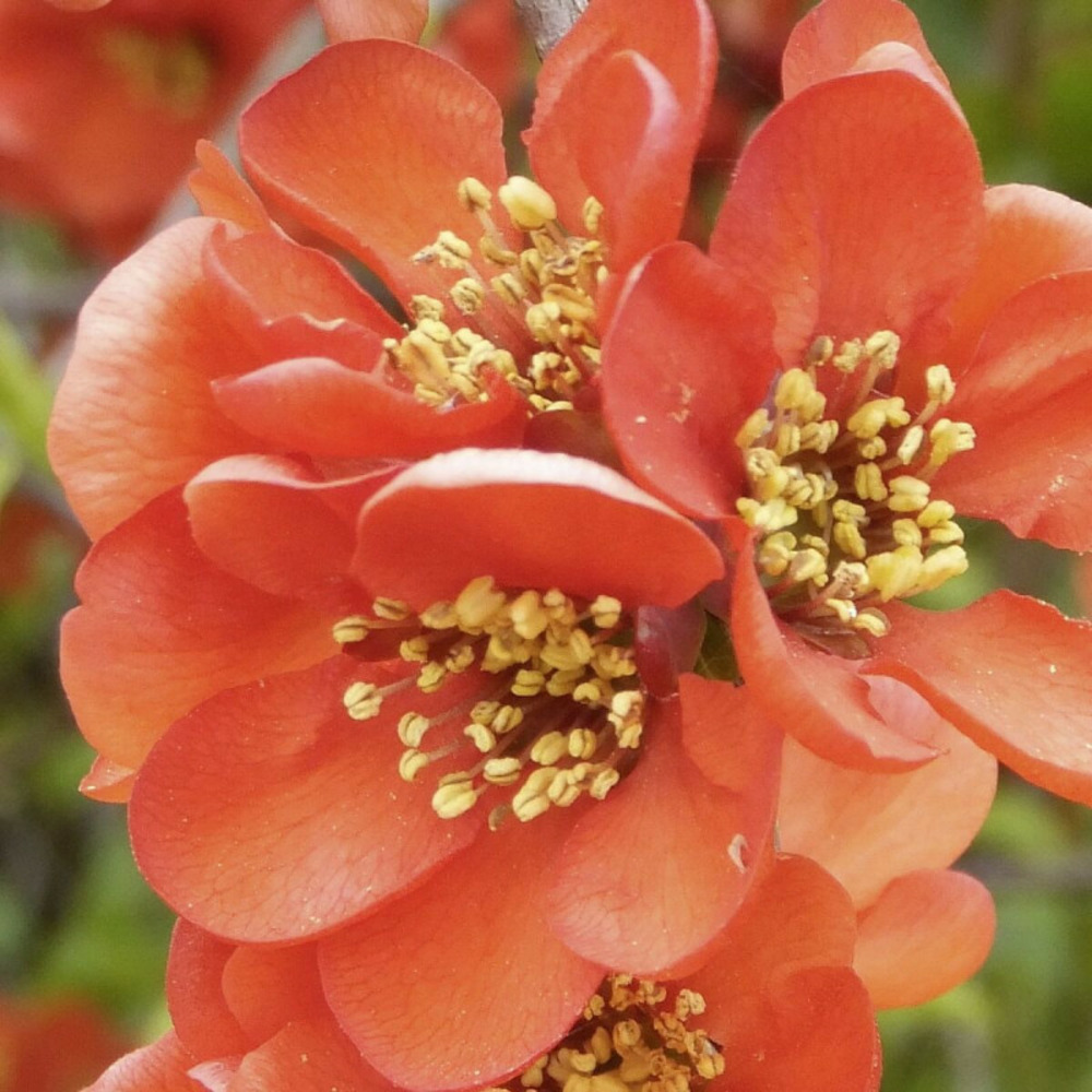 Cognassier du japon cameo, chaenomeles godet - 5/20 cm