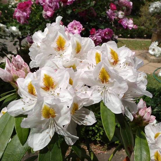 Rhododendron 'gomer waterer' pot de 7,5l/10l