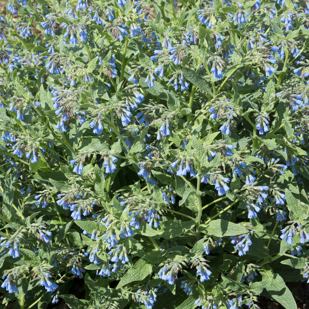 Consoude bleue - le pot / ø 9cm