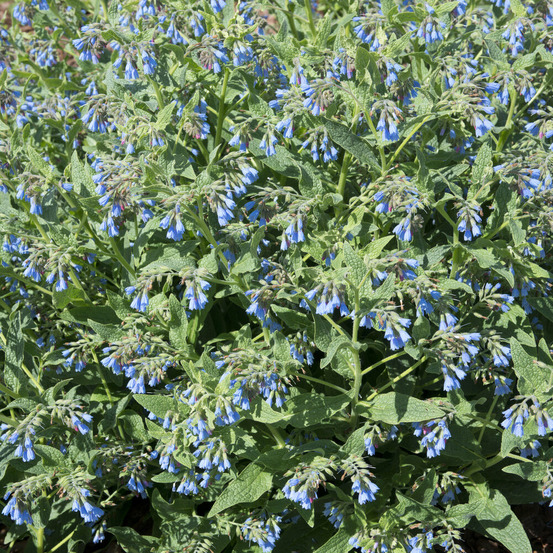 Consoude bleue - le pot / ø 9cm