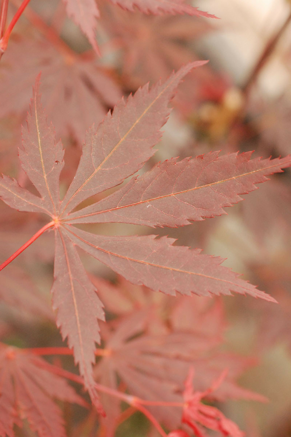 Erable du japon 'trompenburg' - en pot de 4 litres