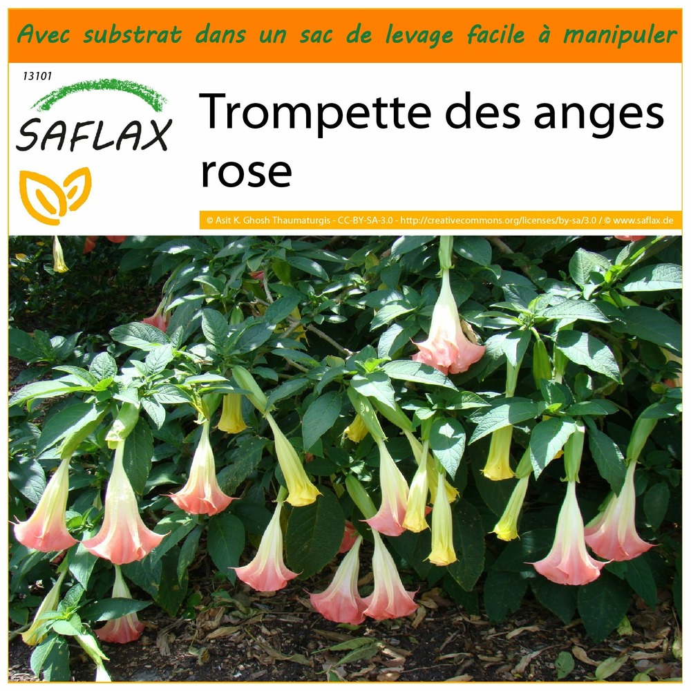 Garden in the bag - trompette des anges rose - 10 graines - brugmansia suaveolens pink