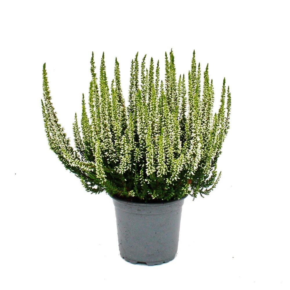 Calluna vulgaris - set de 6 plantes - bruyère à balai - plante de terre de bruyère - rustique - pot de 11cm - blanc