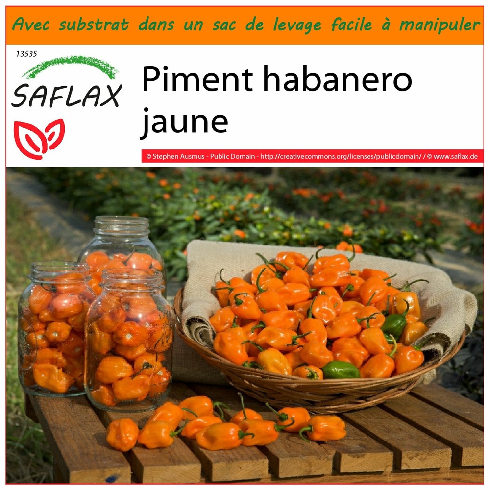 Garden in the bag - piment habanero jaune - 10 graines - capsicum chinense