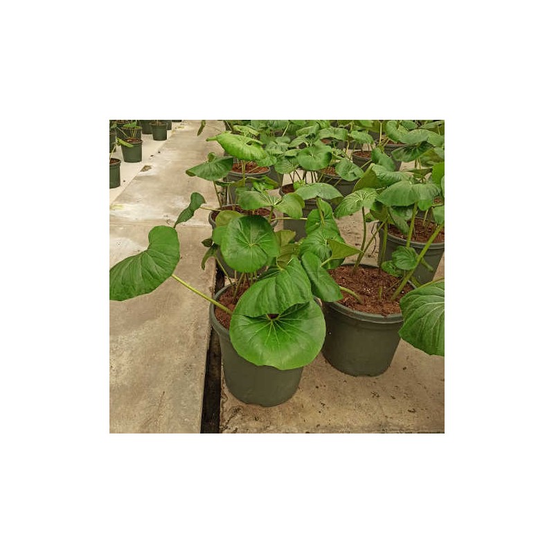 Farfugium japonicum syn ligularia tussilaginea (plante panthère) taille pot de 7 litres ? 60/80 cm -   jaune