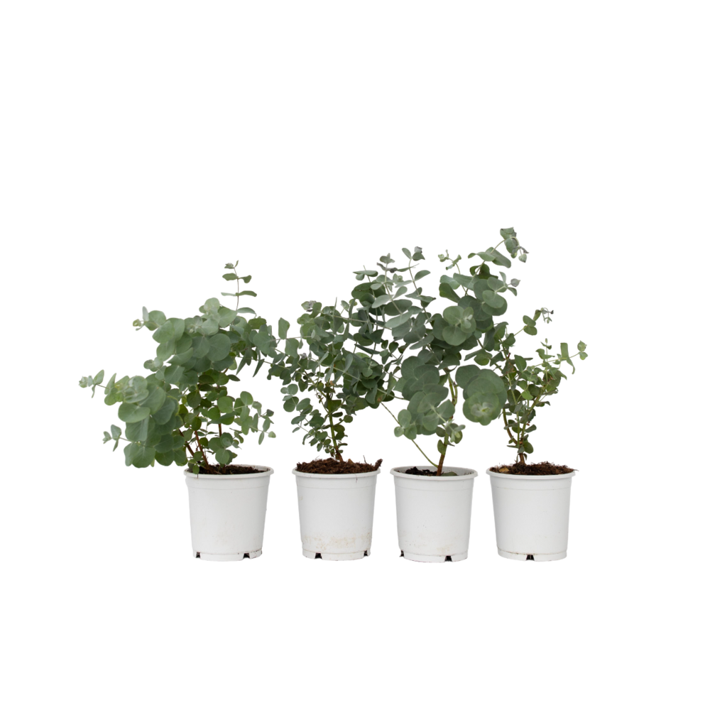 Gommier - set de 6 - eucalyptus 'pulverulenta' - hauteur 25-40cm - ⌀12cm