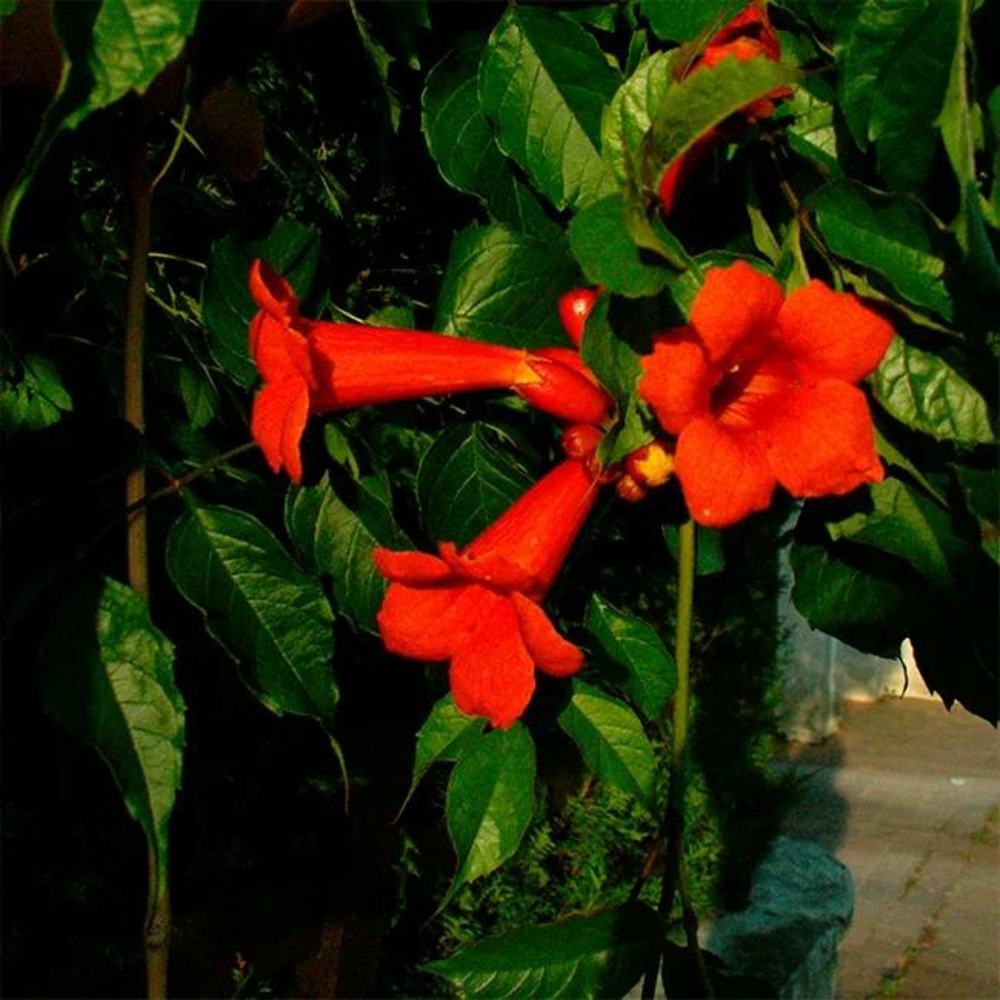 Bignone 'atropurpurea' campsis radicans