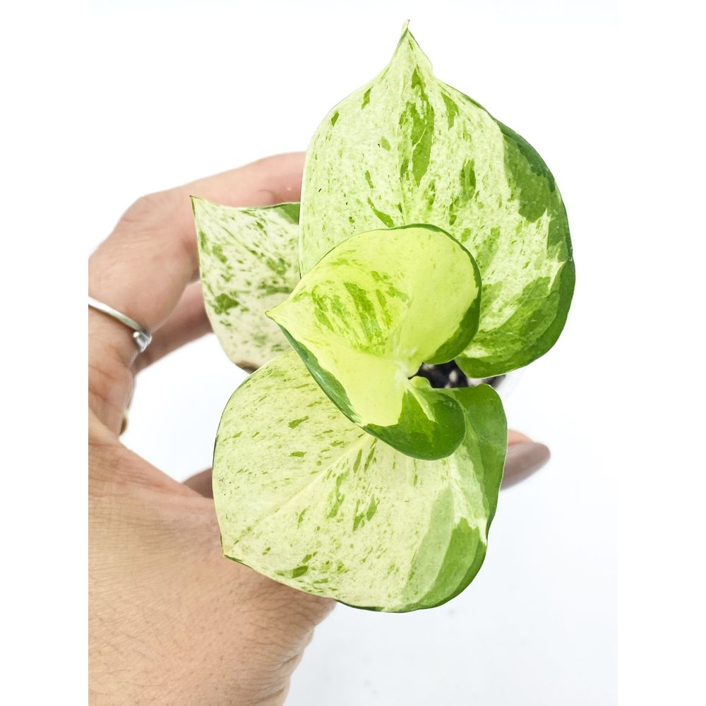 Epipremnum manjula - pot de 6cm