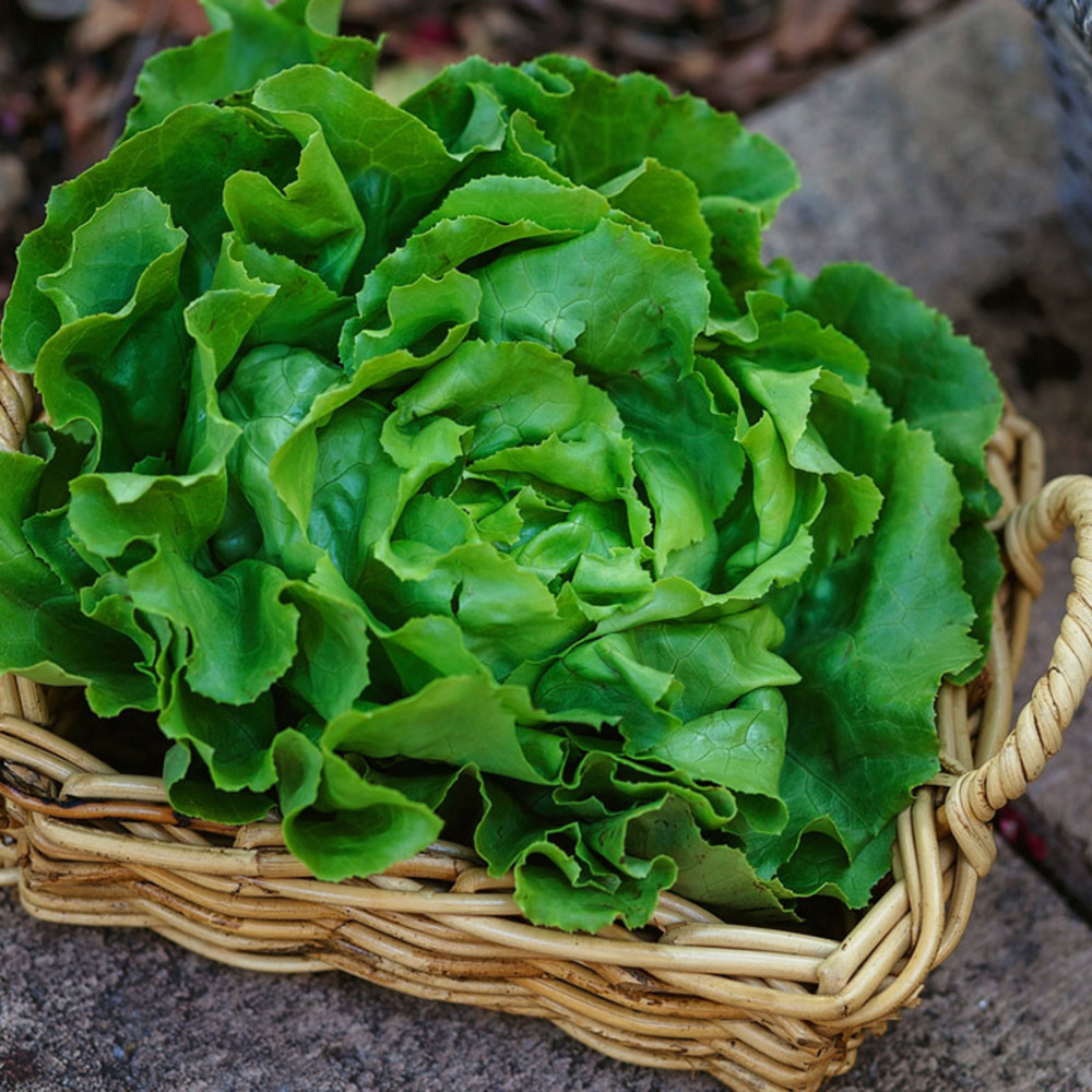 6 plants laitues appia motte 4 cm