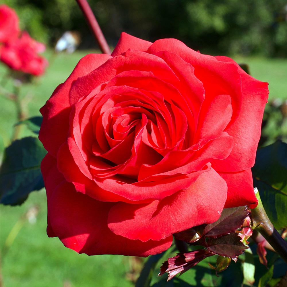 Rosier buisson mr lincoln - la motte / 3+ branches