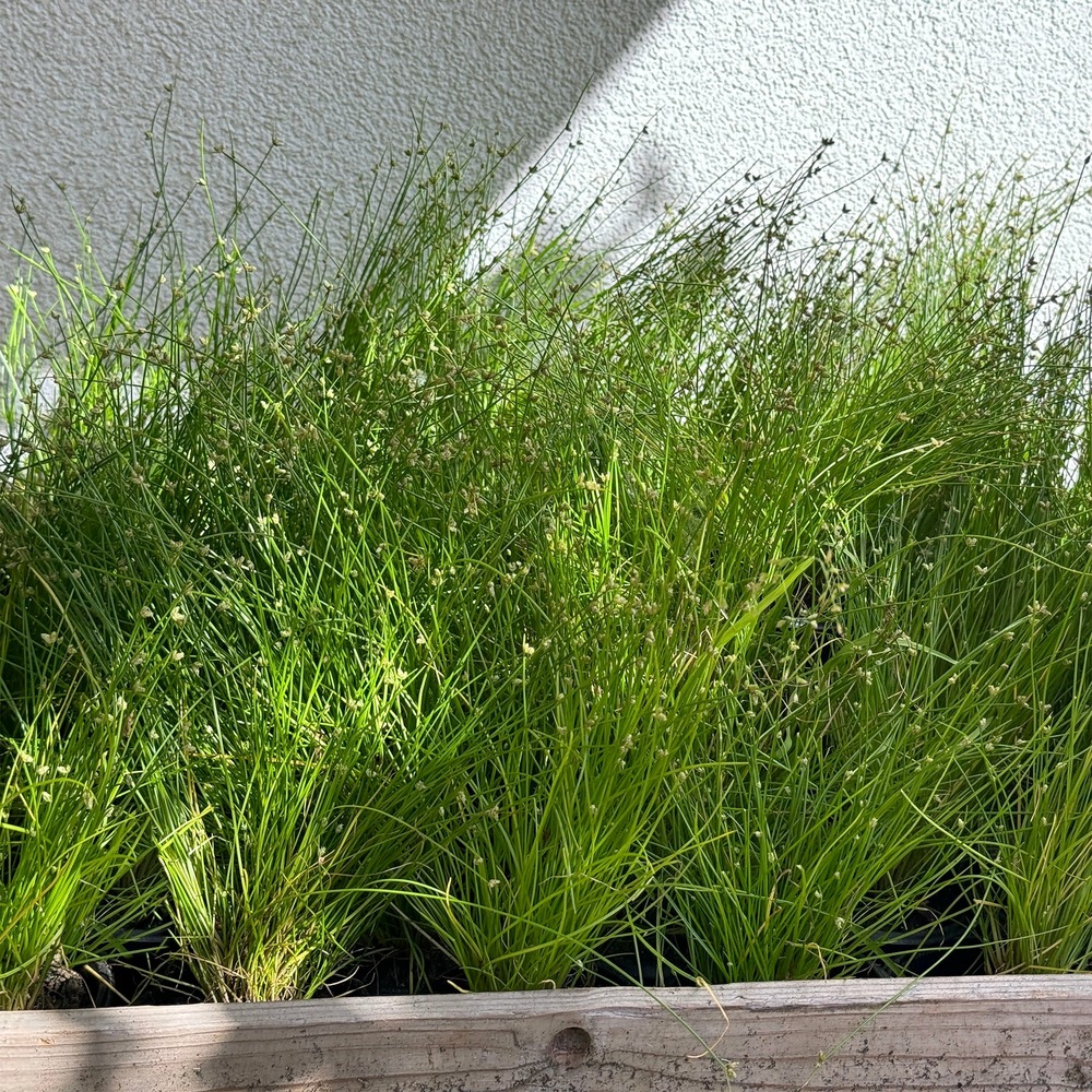 Scirpe infléchi herbe fibre optique - le pot / ø 9cm