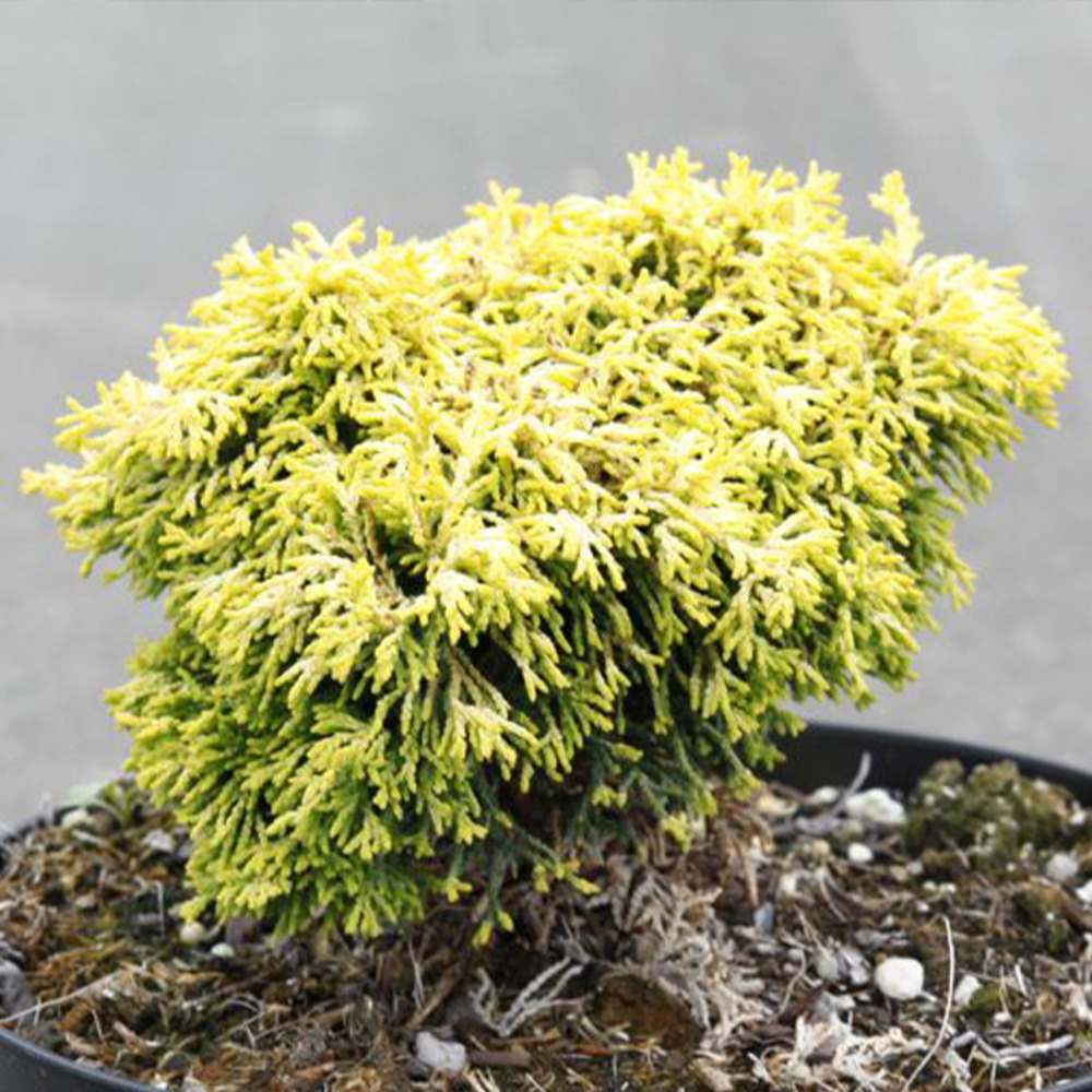 Cyprès hinoki du japon 'butterball' pot de 2l/3l