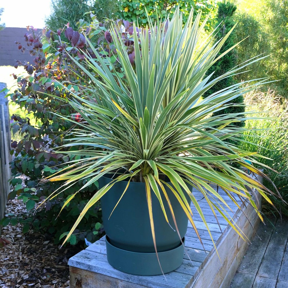 Cordyline australe fantasy ® - le pot / ø 9cm / hauteur livrée 10-15cm