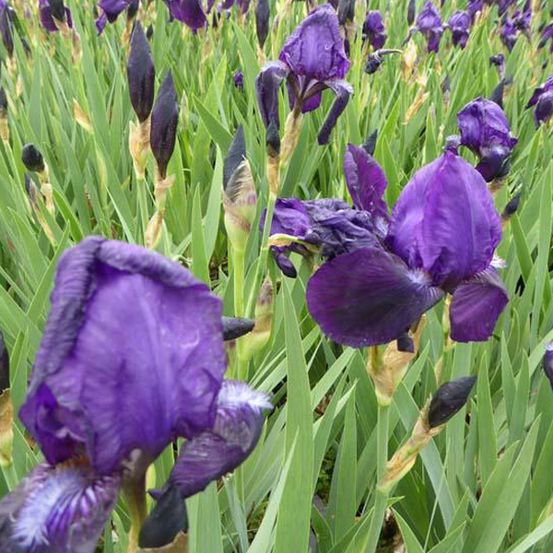 6 x iris des jardins 'black knight' - iris germanica 'black knight' - godet 9cm x 9cm
