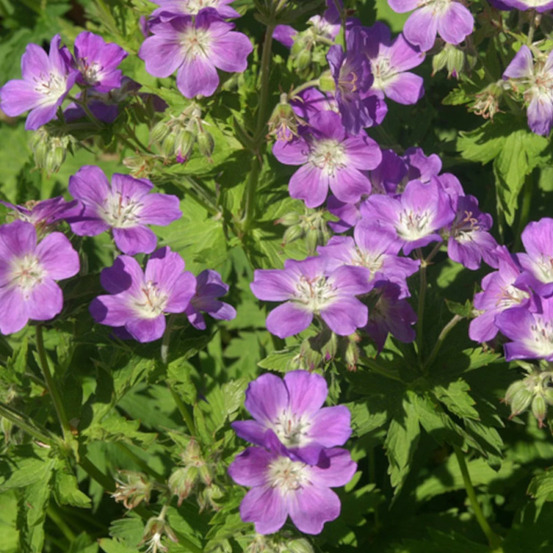 Géranium vivace des bois mayflower lot de 9 godets