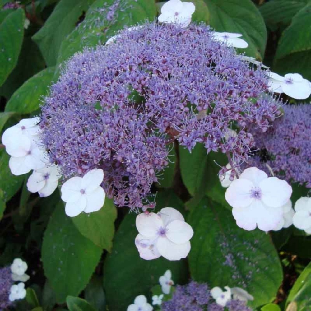Hortensia aspera 'macrophylla' pot de 7,5l/10l