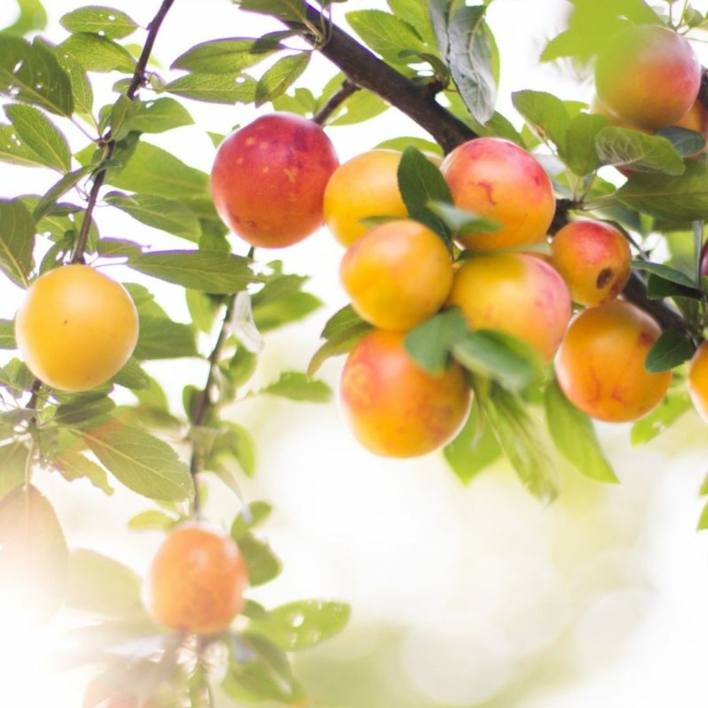 Prunier reine claude doree 120cm pot 5l - prunus domestica