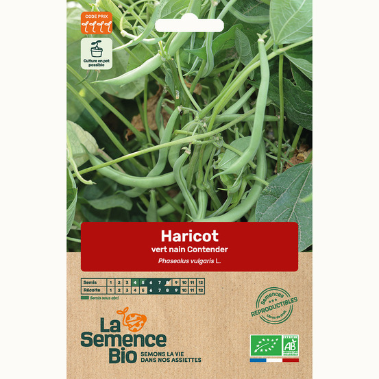 Haricot vert nain contender - graines bio