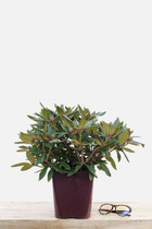 Rhododendron 'winsome' - en pot de 4 litres