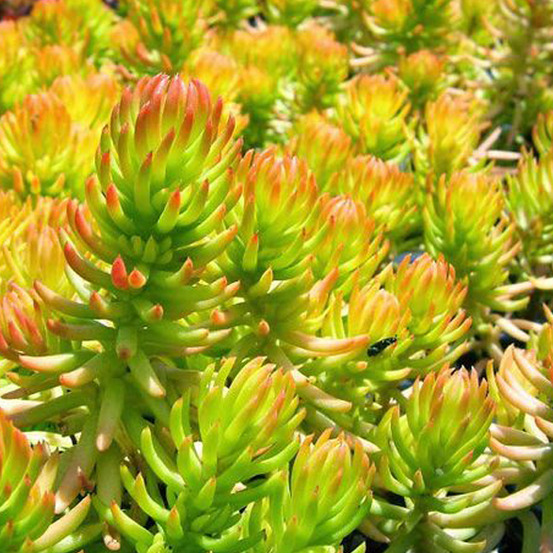 6 x orpin réfléchi 'angelina' - sedum reflexum 'angelina' - godet 9cm x 9cm