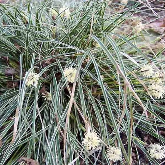 Carex conica snowline - laîche de corée godet de 8/9 cm
