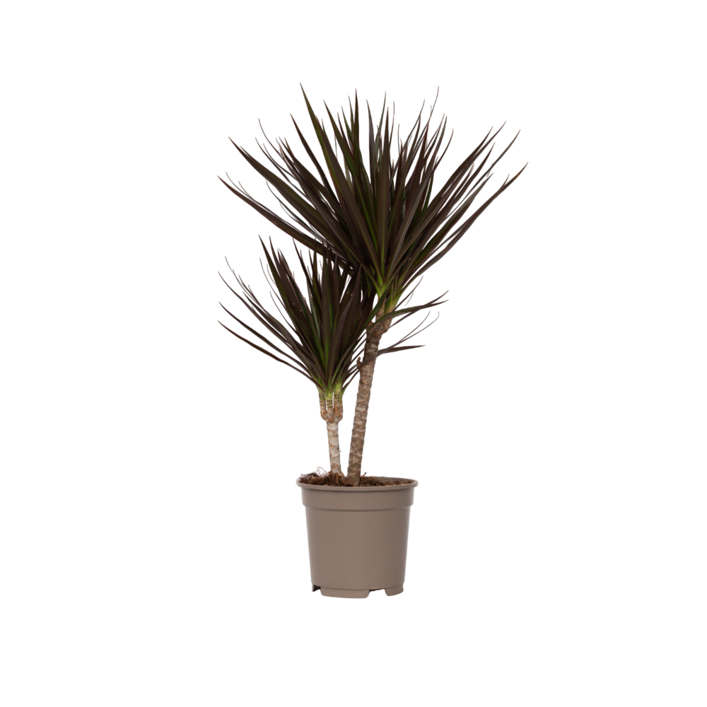 Dragonnier - dracaena marginata 'magenta' - hauteur 70-80cm - ⌀17cm