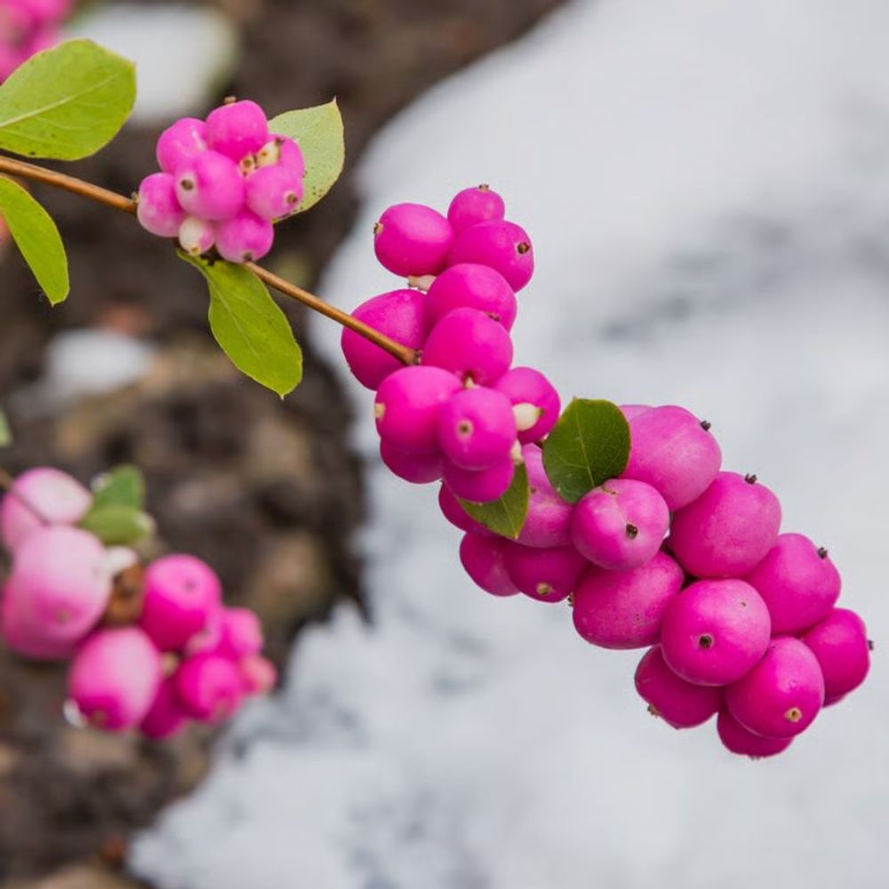 Symphorine 'magic berry' (symphoricarpos x doorenbosii 'magic berry')