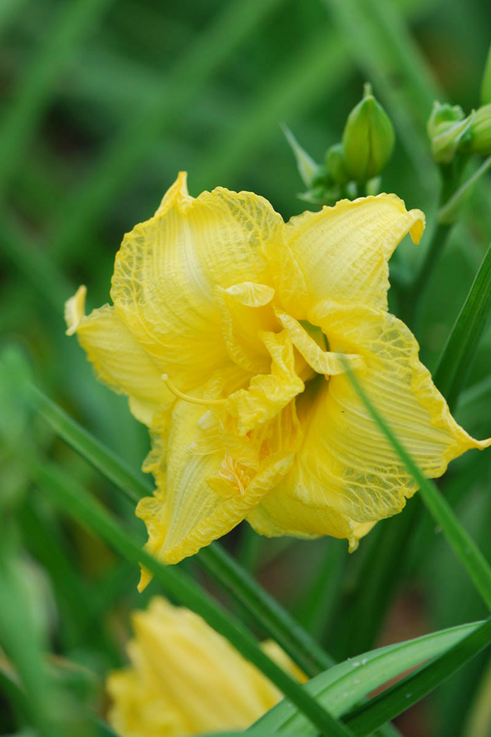 Hémérocalle 'cabbage flower' - en pot de 2 litres