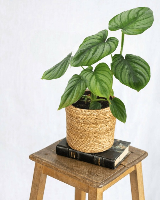 Philodendron mamei 25cm - plante d'intérieur