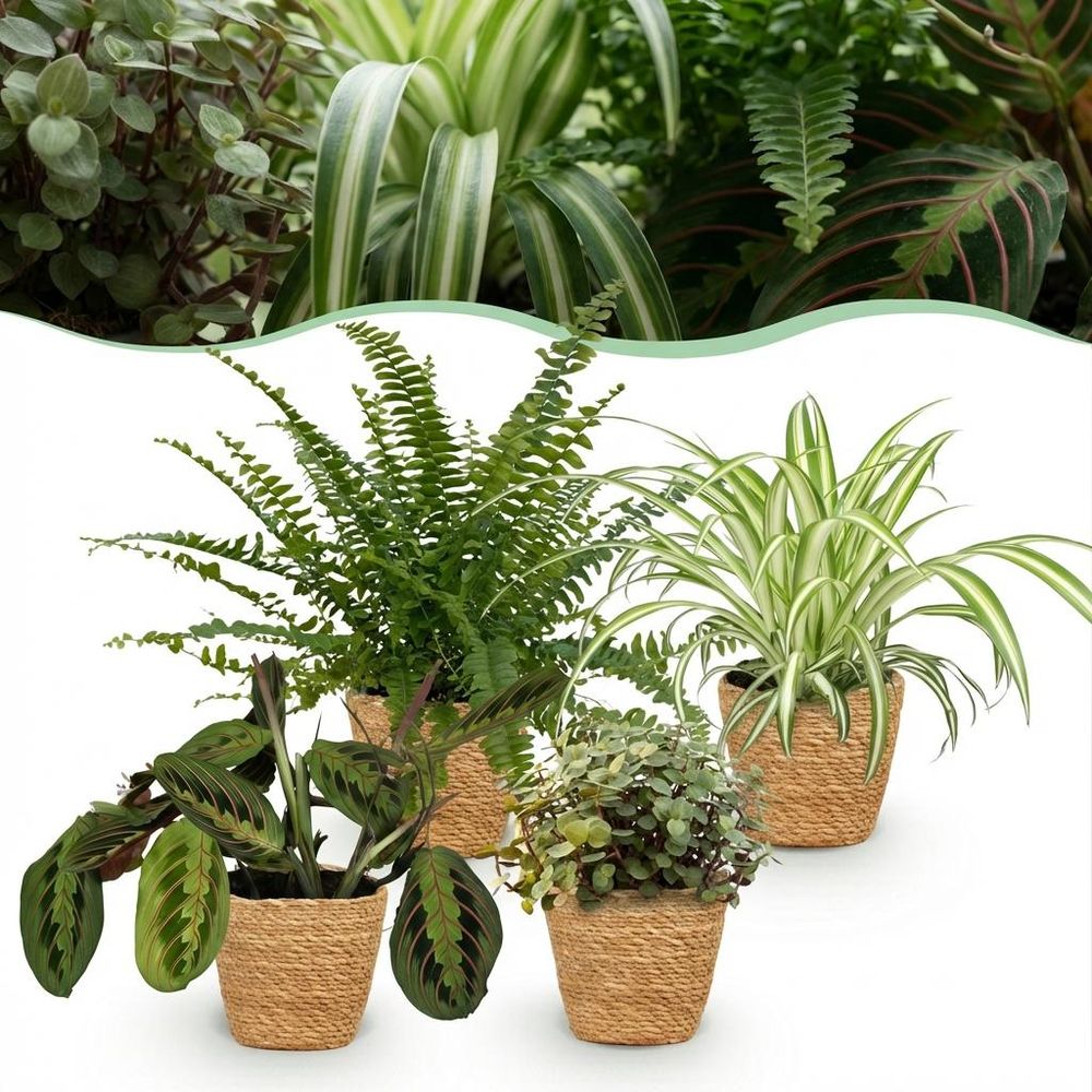 Chlorophytum - maranta - calissia - nephrolepsis - pet-friendly - pot de 12cm - hauteur 25cm - plantes d'intérieur