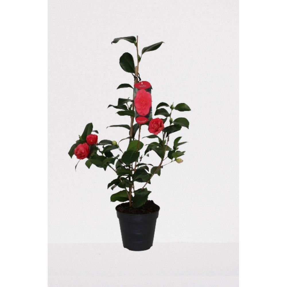 Camélia pot de 14 cm