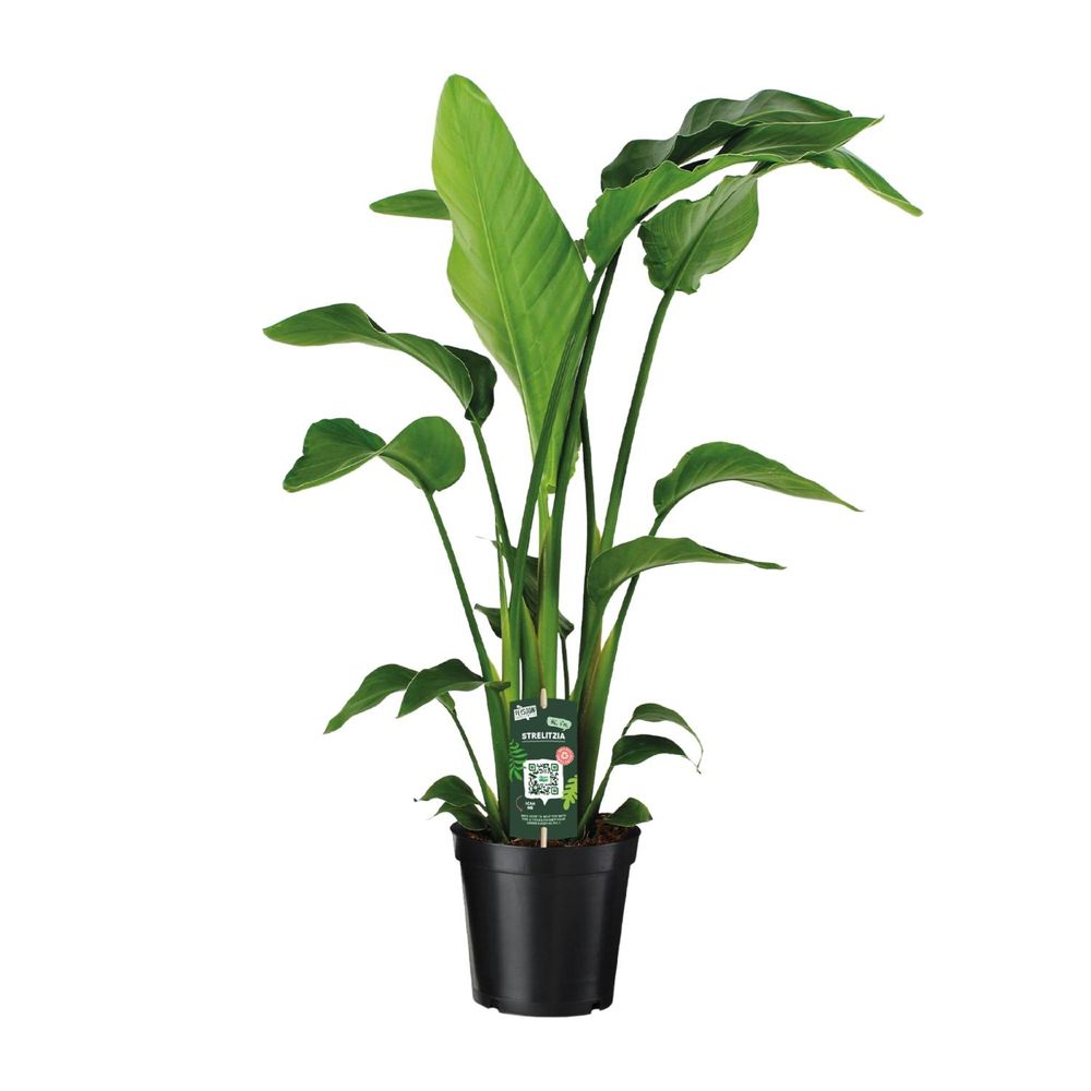 Strelitzia nicolai - ø19cm - ↕90cm - plantes d'intérieur
